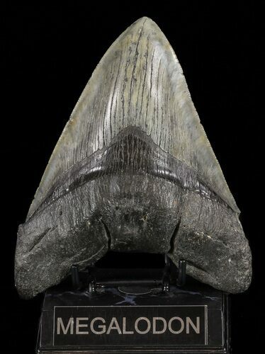 Giant, Fossil Megalodon Tooth #60498